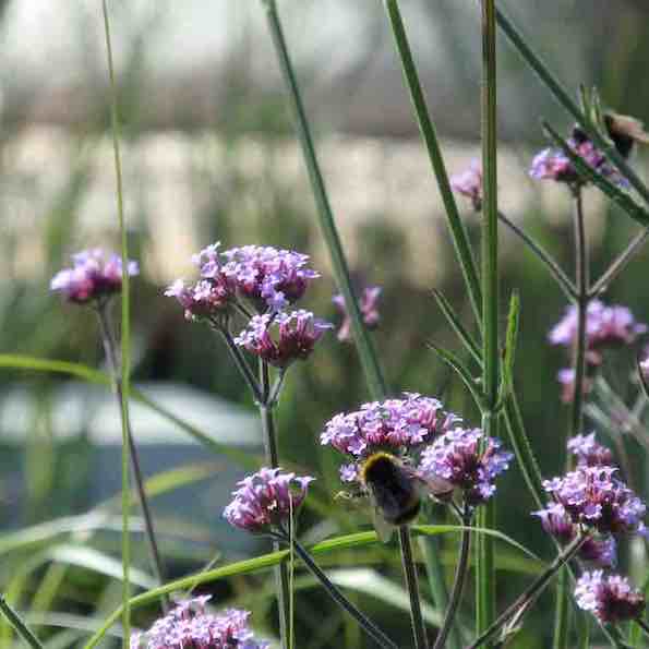 Wildlife friendly landscape design