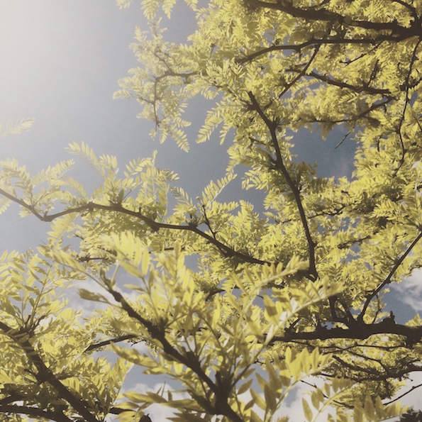   Naturalistic Planting Design