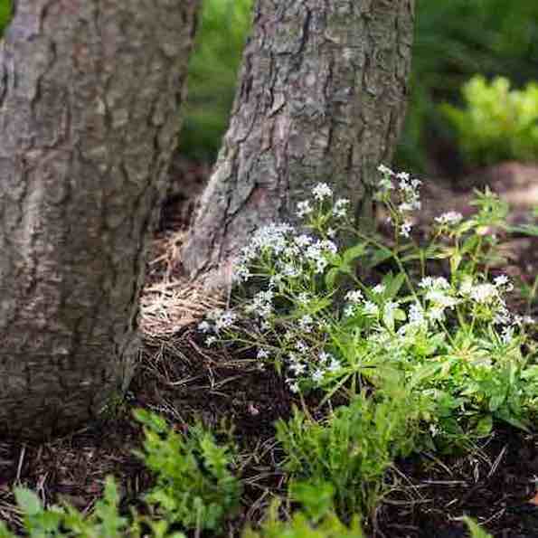   Naturalistic Planting Design
